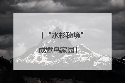 “水杉秘境”成鹭鸟家园