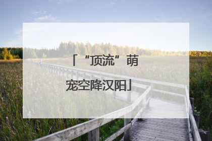 “顶流”萌宠空降汉阳
