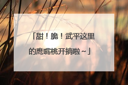 甜！脆！武平这里的鹰嘴桃开摘啦～