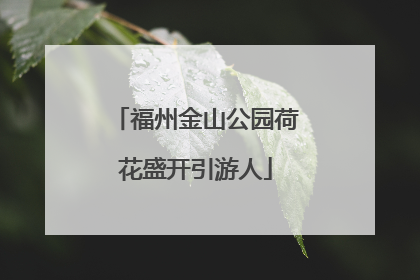福州金山公园荷花盛开引游人