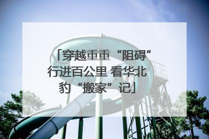 穿越重重“阻碍”行进百公里 看华北豹“搬家”记