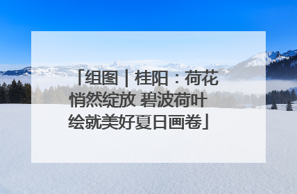 组图｜桂阳：荷花悄然绽放 碧波荷叶绘就美好夏日画卷