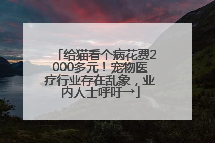 给猫看个病花费2000多元！宠物医疗行业存在乱象，业内人士呼吁→
