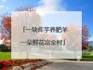 一块蕉芋养肥羊 一朵鲜花富全村