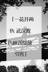 一花开两色 武汉双色睡莲绽放引客