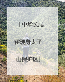 中华长尾雀现身太子山保护区