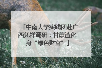 中南大学实践团赴广西凭祥调研：甘蔗渣化身“绿色财富”