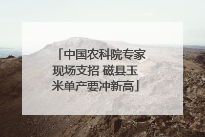 中国农科院专家现场支招 磁县玉米单产要冲新高