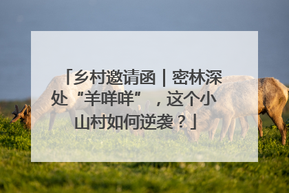 乡村邀请函｜密林深处“羊咩咩”，这个小山村如何逆袭？