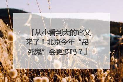 从小看到大的它又来了！北京今年“吊死鬼”会更多吗？