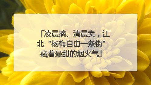 凌晨摘、清晨卖，江北“杨梅自由一条街”藏着最甜的烟火气