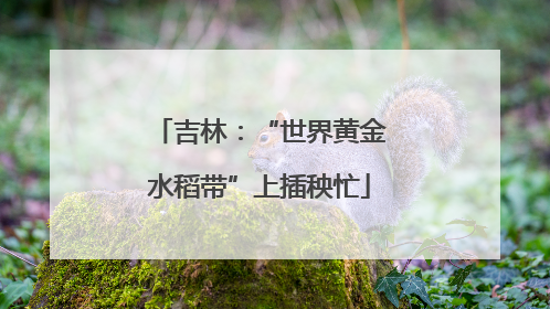 吉林：“世界黄金水稻带”上插秧忙