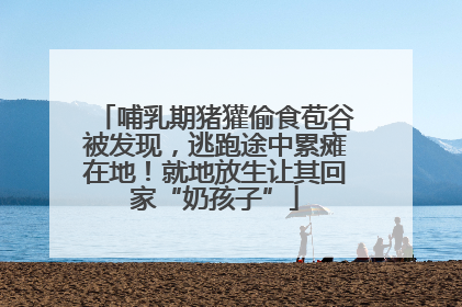 哺乳期猪獾偷食苞谷被发现，逃跑途中累瘫在地！就地放生让其回家“奶孩子”