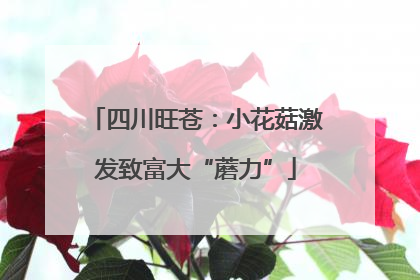 四川旺苍：小花菇激发致富大“蘑力”