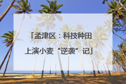 孟津区：科技种田 上演小麦“逆袭”记