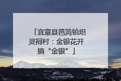 宜章县笆篱镇坦灵祠村：金银花开摘“金银”
