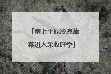 塞上平原冷凉蔬菜进入采收旺季