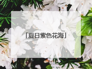 夏日紫色花海