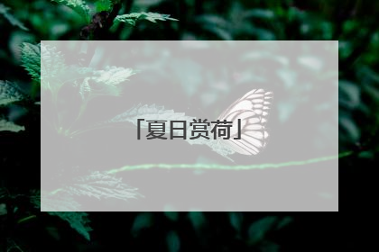 夏日赏荷
