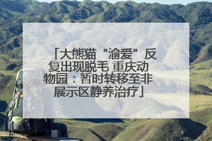 大熊猫“渝爱”反复出现脱毛 重庆动物园：暂时转移至非展示区静养治疗