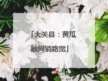 大关县：黄瓜触网销路宽
