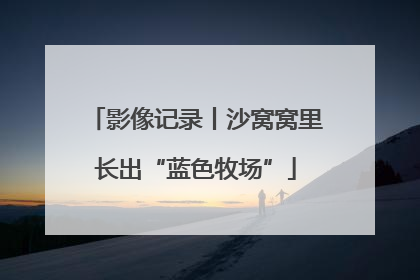 影像记录丨沙窝窝里长出“蓝色牧场”