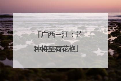 广西三江：芒种将至荷花艳