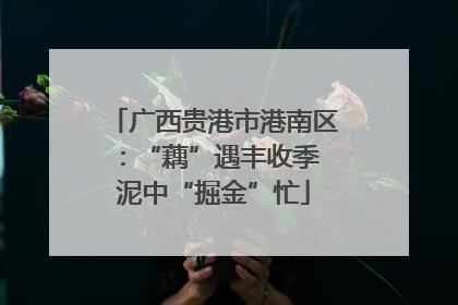 广西贵港市港南区：“藕”遇丰收季 泥中“掘金”忙