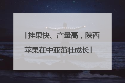 挂果快、产量高，陕西苹果在中亚茁壮成长