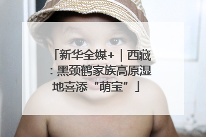 新华全媒+｜西藏：黑颈鹤家族高原湿地喜添“萌宝”