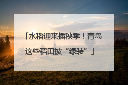 水稻迎来插秧季！青岛这些稻田披“绿装”