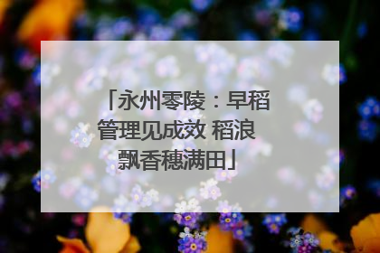 永州零陵：早稻管理见成效 稻浪飘香穗满田