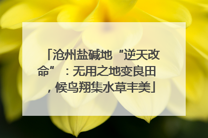 沧州盐碱地“逆天改命”：无用之地变良田，候鸟翔集水草丰美