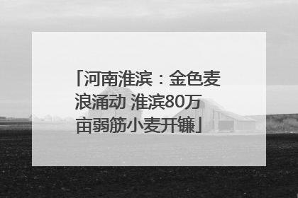 河南淮滨：金色麦浪涌动 淮滨80万亩弱筋小麦开镰