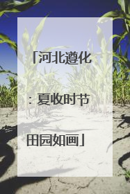 河北遵化：夏收时节田园如画