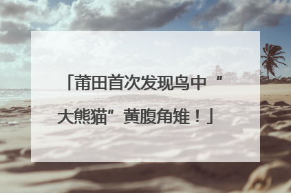 莆田首次发现鸟中“大熊猫”黄腹角雉！