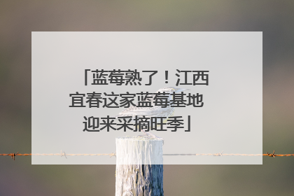 蓝莓熟了！江西宜春这家蓝莓基地迎来采摘旺季