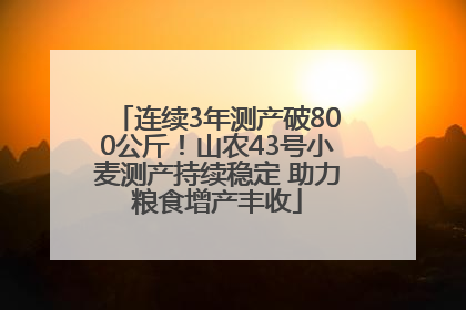 连续3年测产破800公斤！山农43号小麦测产持续稳定 助力粮食增产丰收