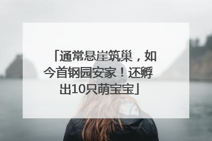 通常悬崖筑巢，如今首钢园安家！还孵出10只萌宝宝