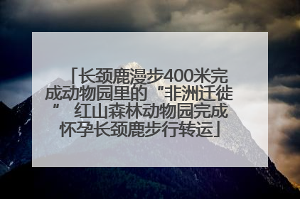 长颈鹿漫步400米完成动物园里的“非洲迁徙” 红山森林动物园完成怀孕长颈鹿步行转运
