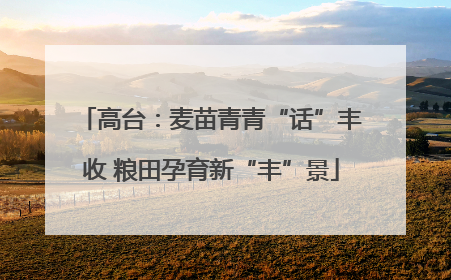 高台：麦苗青青“话”丰收 粮田孕育新“丰”景