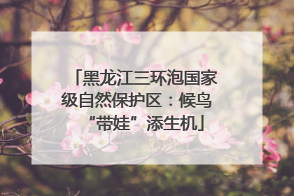 黑龙江三环泡国家级自然保护区：候鸟“带娃”添生机