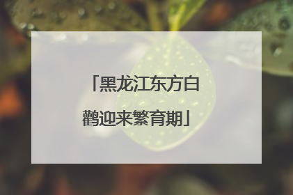 黑龙江东方白鹳迎来繁育期